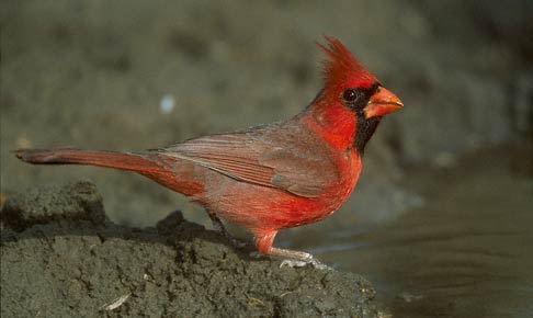 Northern Cardinal (Cardinalis cardinalis) photo image