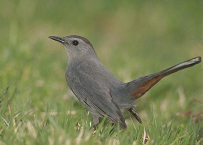 Gray Catbird (Dumetella carolinensis) photo image