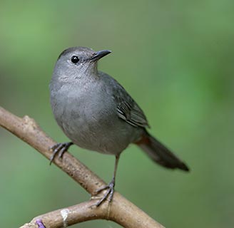 Gray Catbird (Dumetella carolinensis) photo image
