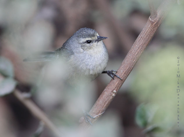 Cinereous Conebill (Conirostrum cinereum) photo