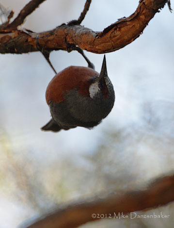Giant Conebill (Oreomanes fraseri) photo image