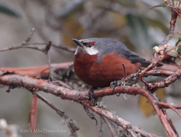 Giant Conebill (Oreomanes fraseri) photo image