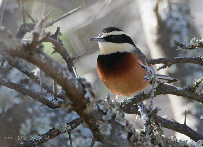Elegant Crescentchest (Melanopareia elegans) photo