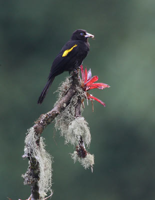 Northern Mountain Cacique (Cacicus leucoramphus) photo