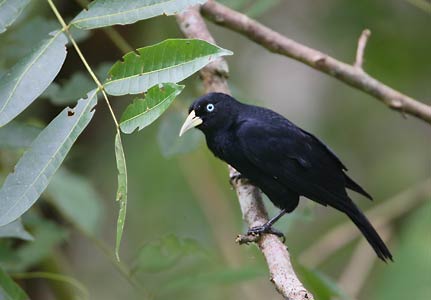Scarlet-rumped Cacique (Cacicus microrhynchus) photo image