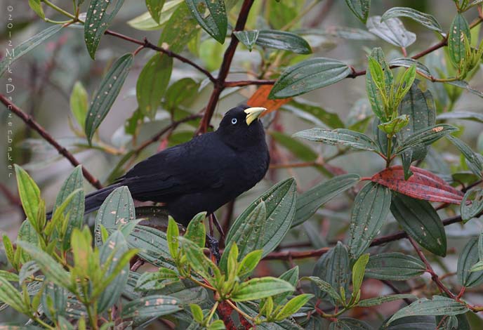 Subtropical Cacique (Cacicus uropygialis) photo