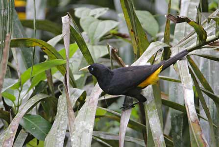 Yellow-rumped Cacique (Cacicus cela) photo image
