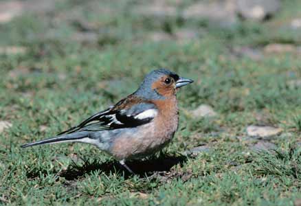 Common Chaffinch (Fringilla coelebs) photo image