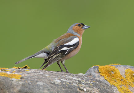 Common Chaffinch (Fringilla coelebs) photo image