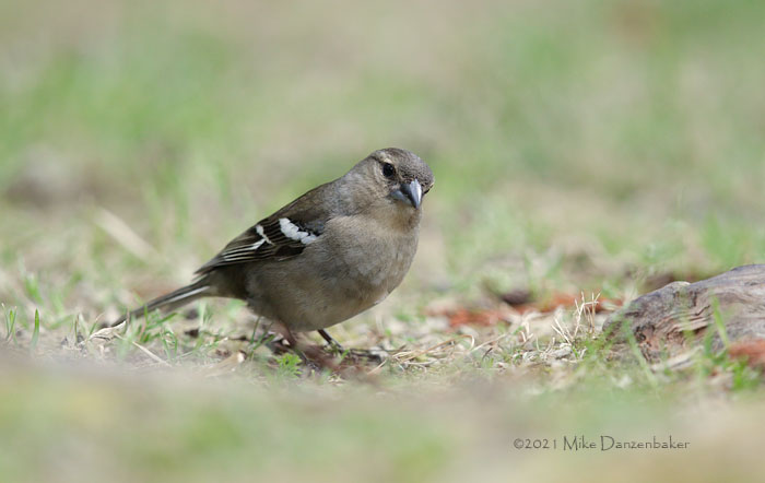 Common Chaffinch (Fringilla coelebs) photo