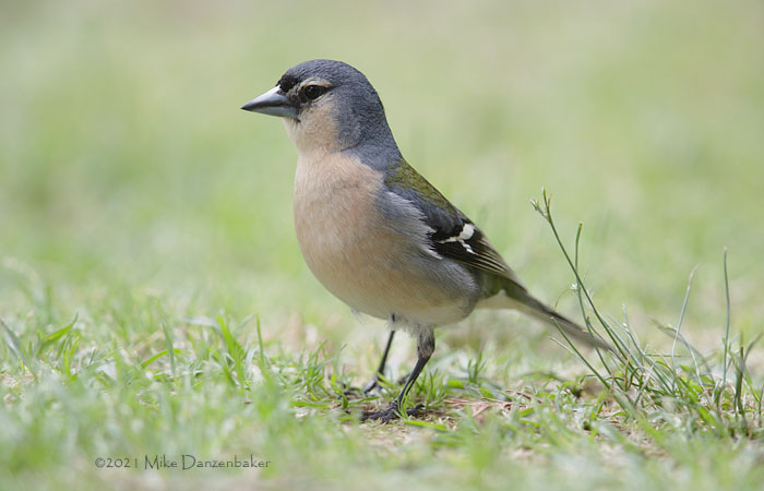 Common Chaffinch (Fringilla coelebs) photo image