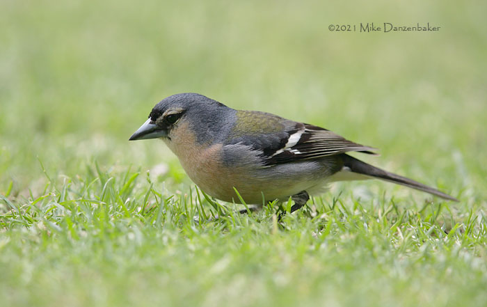Common Chaffinch (Fringilla coelebs) photo image