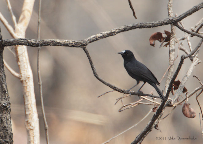 White-fronted Black Chat (Pentholaea albifrons) photo