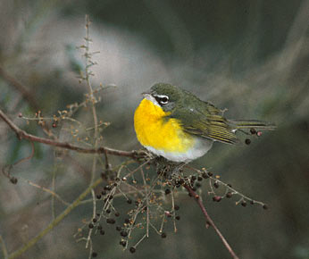 Yellow-breasted Chat (Icteria virens) photo image