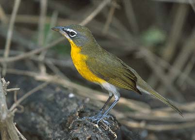 Yellow-breasted Chat (Icteria virens) photo image