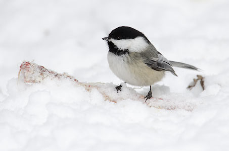 Black-capped Chickadee (Poecile atricapillus) photo image
