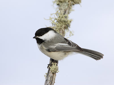 Black-capped Chickadee (Poecile atricapillus) photo image