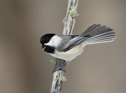 Black-capped Chickadee (Poecile atricapillus) photo image