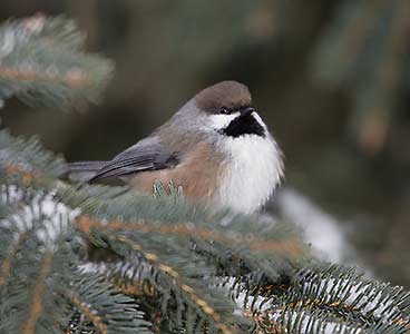 Boreal Chickadee (Poecile hudsonicus) photo image