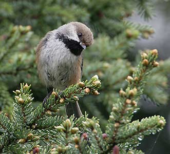 Boreal Chickadee (Poecile hudsonicus) photo
