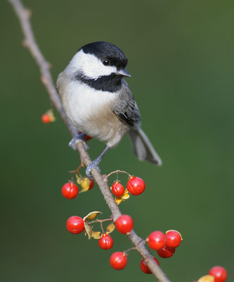 Carolina Chickadee (Poecile carolinensis) photo