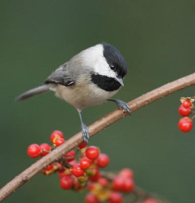 Carolina Chickadee (Poecile carolinensis) photo image
