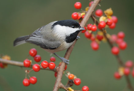 Carolina Chickadee (Poecile carolinensis) photo image