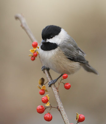 Carolina Chickadee (Poecile carolinensis) photo image