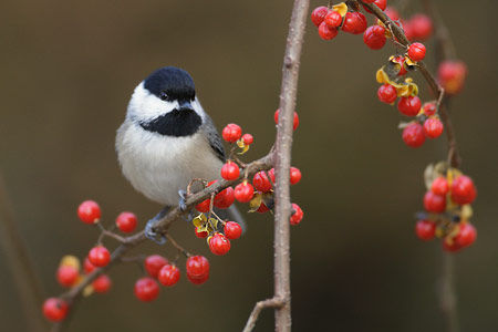 Carolina Chickadee (Poecile carolinensis) photo image