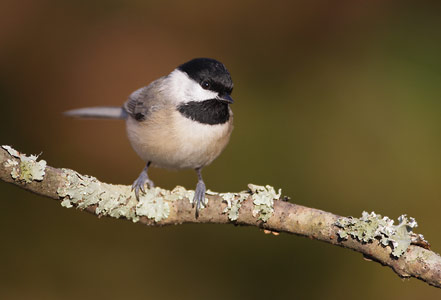Carolina Chickadee (Poecile carolinensis) photo image