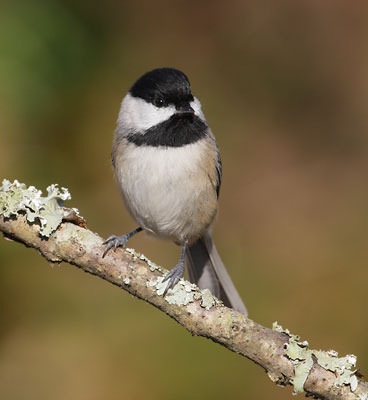 Carolina Chickadee (Poecile carolinensis) photo image