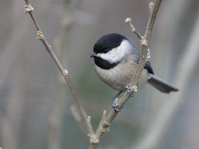 Carolina Chickadee (Poecile carolinensis) photo