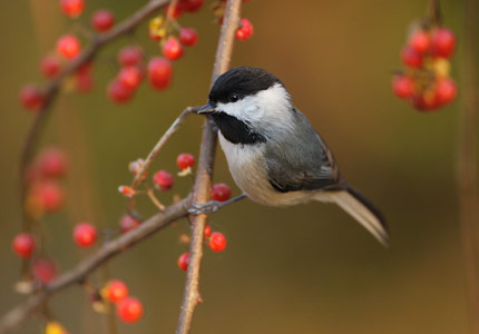 Carolina Chickadee (Poecile carolinensis) photo image