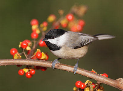 Carolina Chickadee (Poecile carolinensis) photo image
