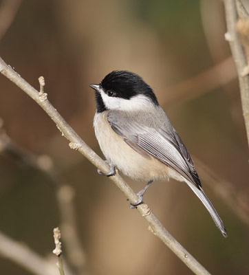 Carolina Chickadee (Poecile carolinensis) photo image
