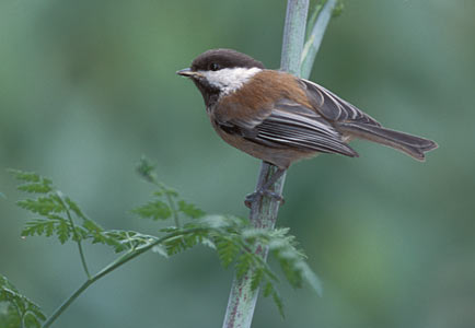 Chestnut-backed Chickadee (Poecile rufescens) photo image