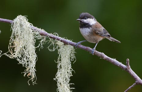 Chestnut-backed Chickadee (Poecile rufescens) photo image