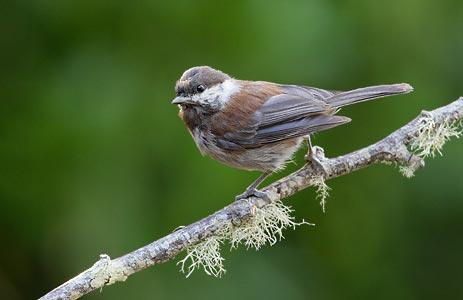 Chestnut-backed Chickadee (Poecile rufescens) photo image