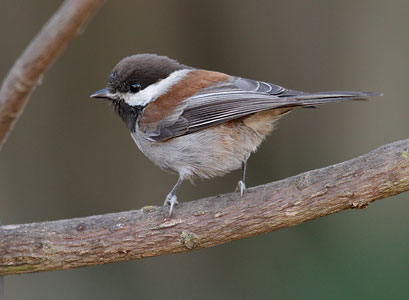 Chestnut-backed Chickadee (Poecile rufescens) photo image