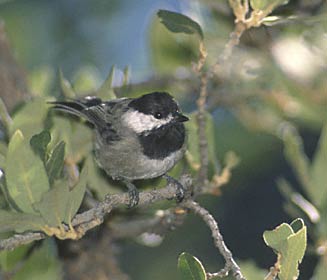 Mexican Chickadee (Poecile sclateri) photo image