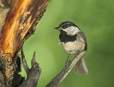 Mountain Chickadee (Poecile gambeli) photo image