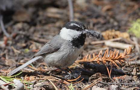 Mountain Chickadee (Poecile gambeli) photo image