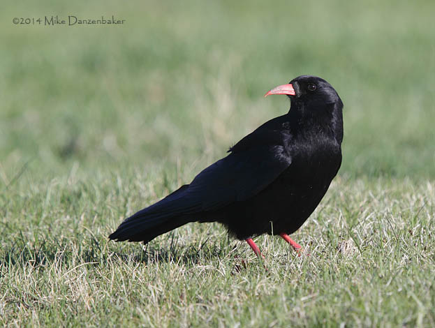 Red-billed Chough (Pyrrhocorax pyrrhocorax) photo image