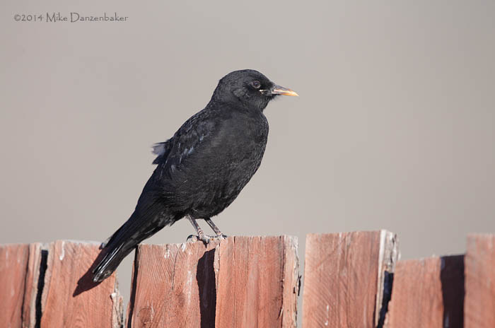 Red-billed Chough (Pyrrhocorax pyrrhocorax) photo image