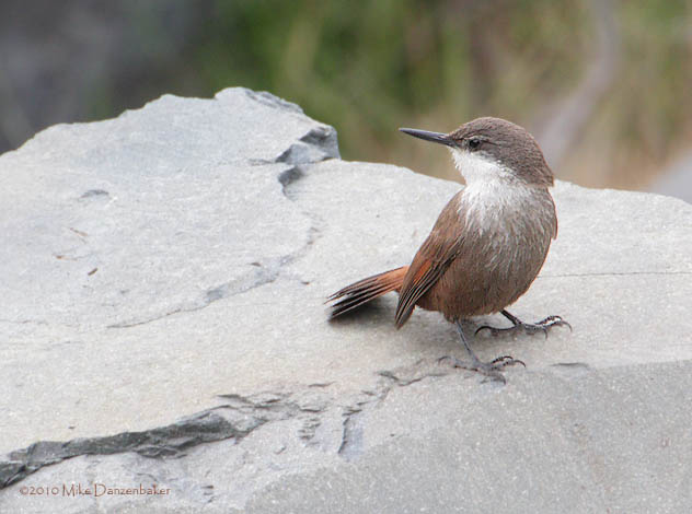 Crag Chilia (Ochetorhynchus melanurus) photo image