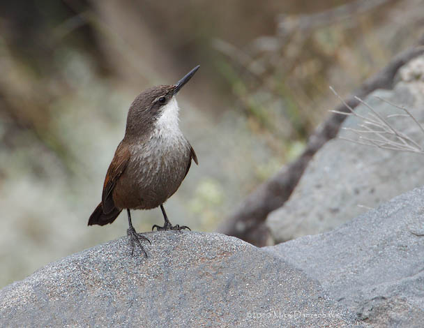 Crag Chilia (Ochetorhynchus melanurus) photo image