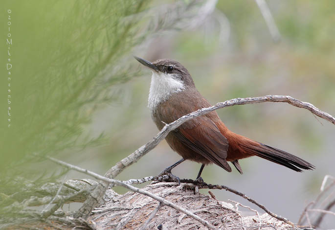 Crag Chilia (Ochetorhynchus melanurus) photo image