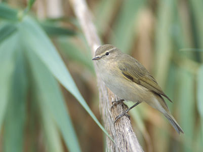 Common Chiffchaff (Phylloscopus collybita) photo image