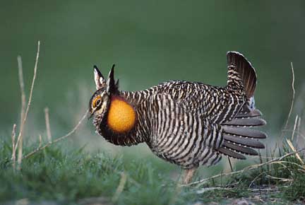 Greater Prairie Chicken (Tympanuchus cupido) photo image