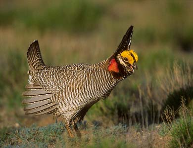 Lesser Prairie Chicken (Tympanuchus pallidicinctus) photo